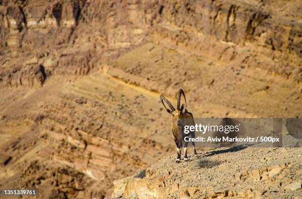 Mitzbe Ramon 38 Mitzpe Aviv Stock Photos, High-Res Pictures, and Images - Getty Images