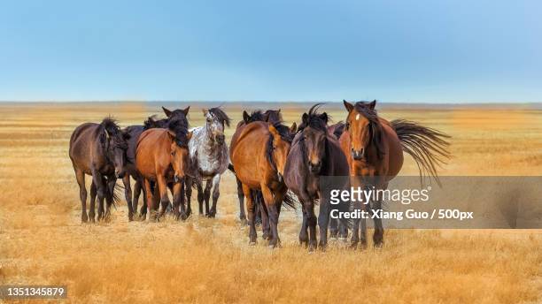 portrait of horses standing on field against sky - beautiful horse stock pictures, royalty-free photos & images