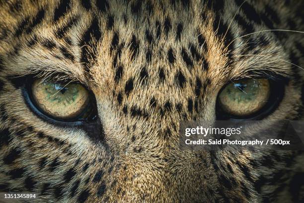 close-up portrait of cat,maasai mara national reserve,kenya - leopard stock pictures, royalty-free photos & images