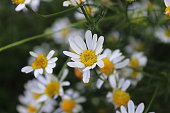 A background of white flowers of scentless chamomile