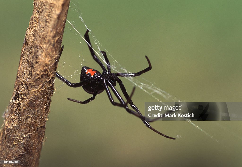Black Widow Spider