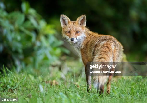 lookback fox stare - fox stock pictures, royalty-free photos & images