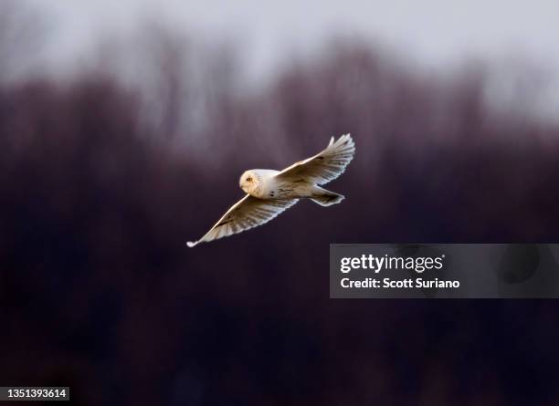 Albino Birds Photos and Premium High Res Pictures - Getty Images