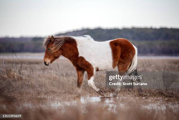 salt marsh stroll - ocean city maryland stock pictures, royalty-free photos & images