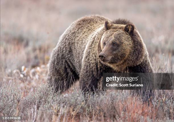 root hunter - yellowstone-national-park stock-fotos und bilder