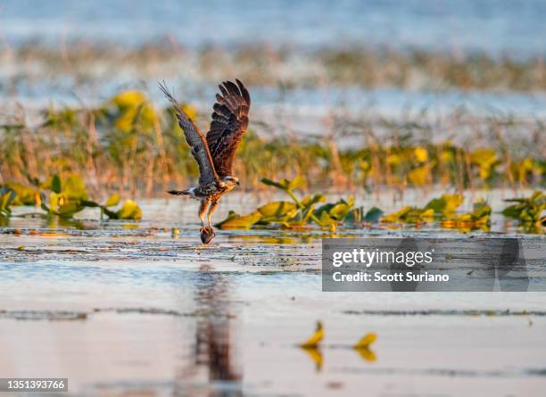 sunrise snailing - lauderdale hunt stock pictures, royalty-free photos & images