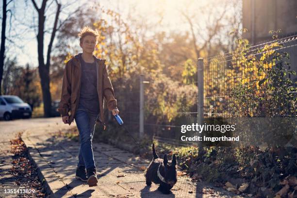 teenage boy walking his dog on an autumn day - scottish terrier stock pictures, royalty-free photos & images