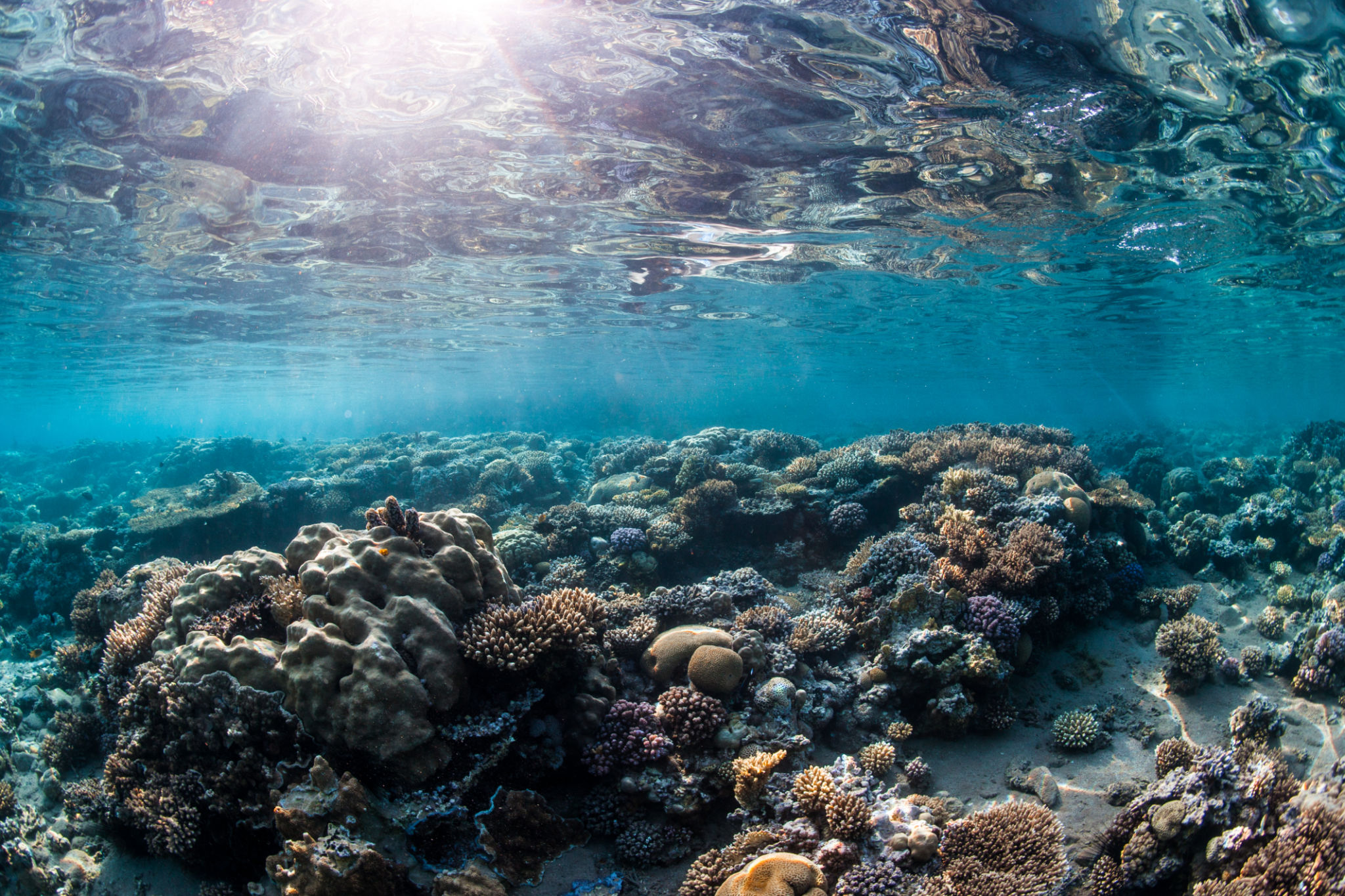 underwater reef