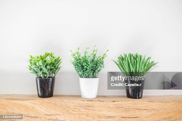 clean environments - végétaux sur étagère en bois - étagère stockfoto's en -beelden