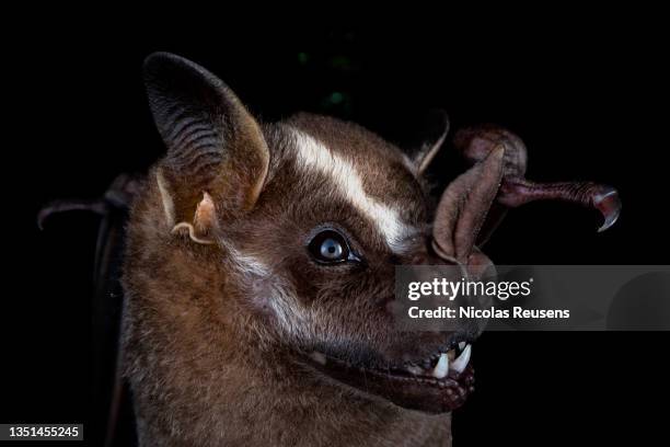 great fruit-eating bat - costa rica forest stock pictures, royalty-free photos & images