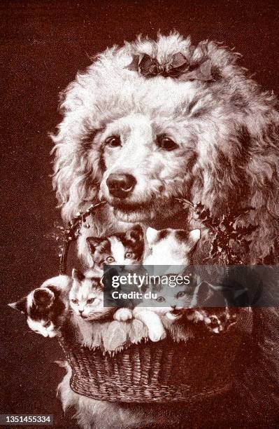 nice presents: poodle holds a basket with kittens - black and white cartoon dogs stock illustrations