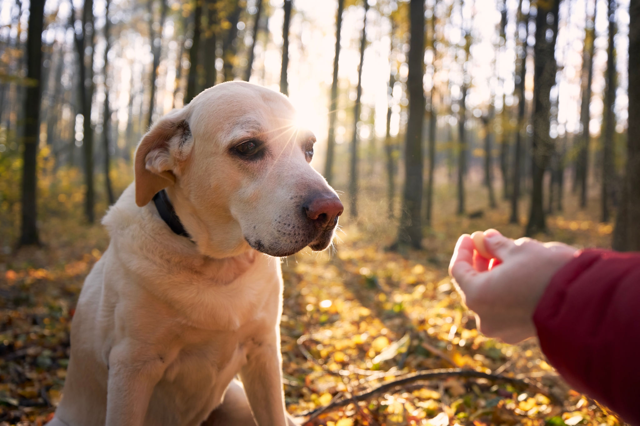 senior dog training