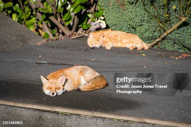 a fox and pet ginger cat relax in the sun together - jason fuchs stock-fotos und bilder