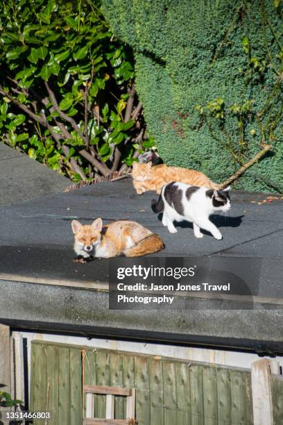 two cats and a fox on a roof together - fox ストックフォトと画像