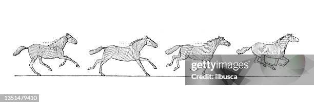 antique illustration: galloping horse - gallop animal gait stock illustrations