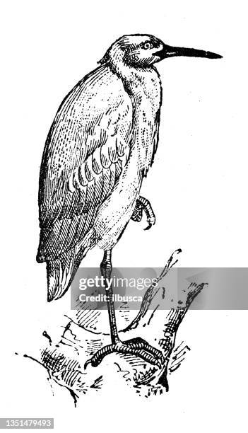 antique illustration: cattle egret (bubulcus ibis) - bubulcus ibis stock illustrations