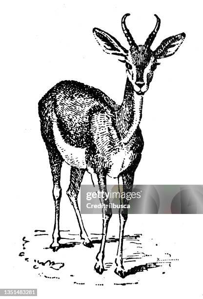 antike illustration: gazelle - gazelle stock-grafiken, -clipart, -cartoons und -symbole