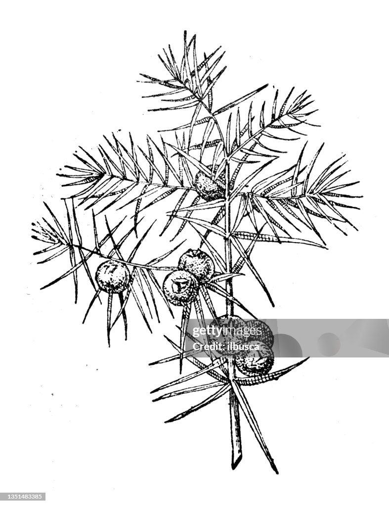 Antique illustration: Juniper