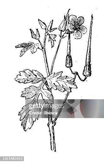 Antique illustration: Geranium Antique illustration: Geranium