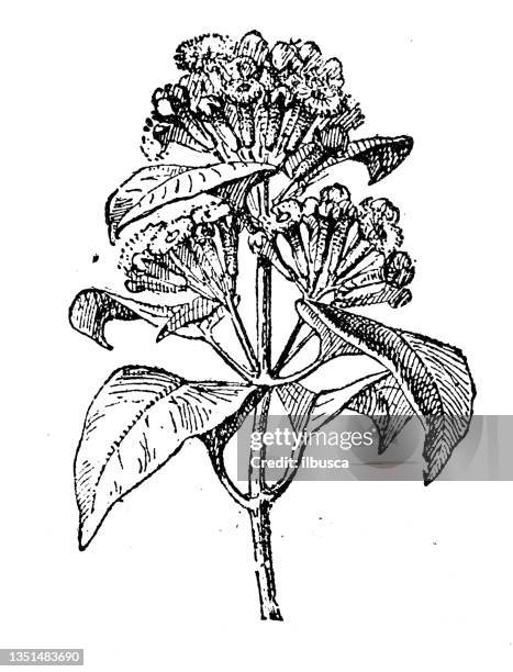 stockillustraties, clipart, cartoons en iconen met antique illustration: clove, syzygium aromaticum - kruidnagel