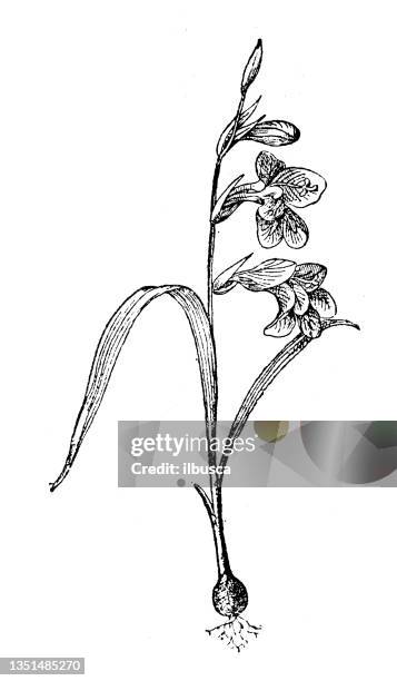 antique illustration: gladiolus - gladiolus 幅插畫檔、美工圖案、卡通及圖標
