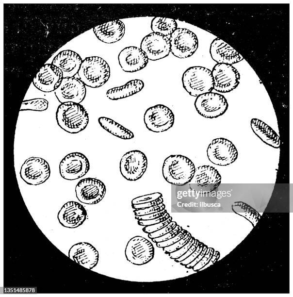 antique illustration: blood cells - blood cell stock illustrations