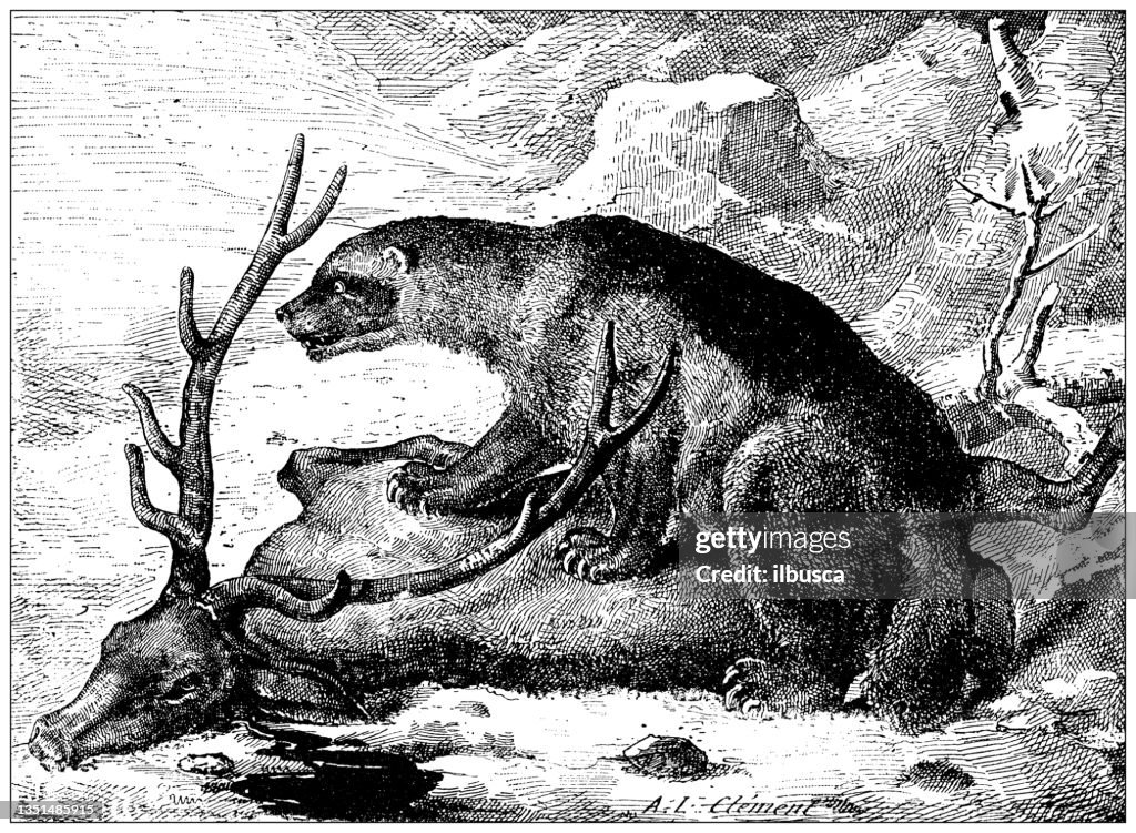 Antique illustration: Glutton, Wolverine