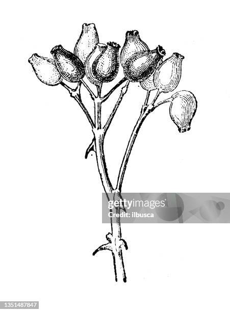 antique illustration: rose hip - rose hip stock illustrations