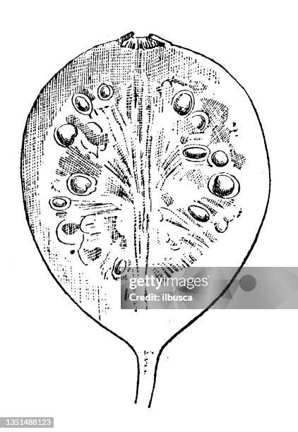 antique illustration: psidium guajava, common guava - guayabillo stock illustrations