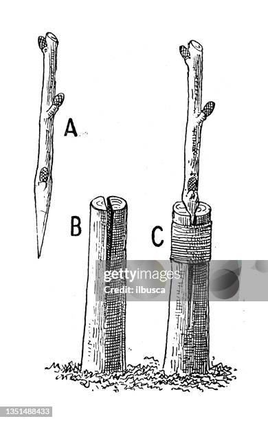 アンティークイラスト:植物移植 - skin graft点のイラスト素材／クリップアート素材／マンガ素材／アイコン素材