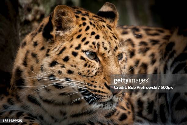 close-up of amur leopard - amur leopard stock pictures, royalty-free photos & images