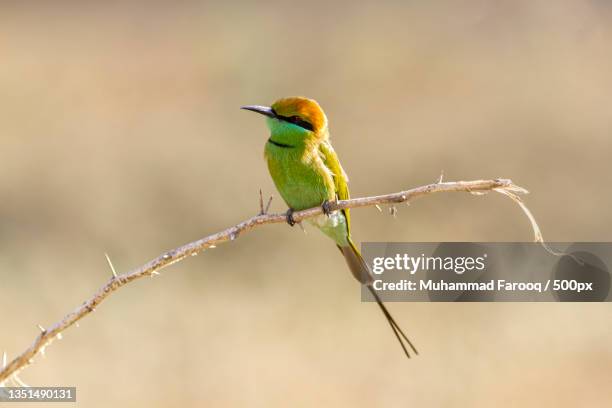 close-up of bee perching on branch,karachi,pakistan - karachi stock pictures, royalty-free photos & images