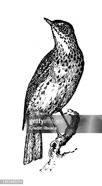 antique illustration: song thrush (turdus philomelos) - thrush stock illustrations