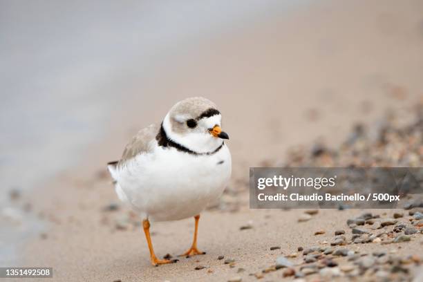 close-up of plover perching on sand,tiny,ontario,canada - plover stock pictures, royalty-free photos & images