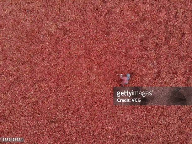 Aerial view of a worker drying red chillies at a food factory on November 5, 2021 in Wangdu County, Baoding City, Hebei Province of China.