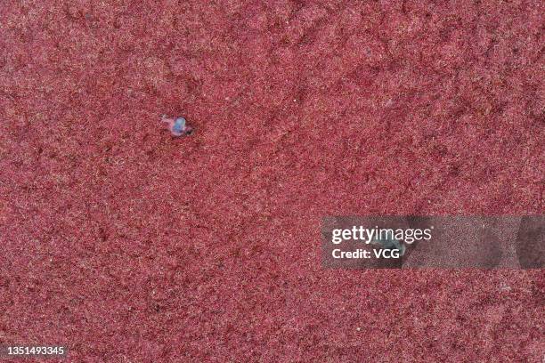 Aerial view of workers drying red chillies at a food factory on November 5, 2021 in Wangdu County, Baoding City, Hebei Province of China.