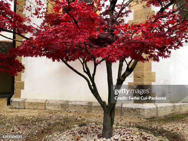 acer palmatum at autumn - japanese maple stock pictures, royalty-free photos & images