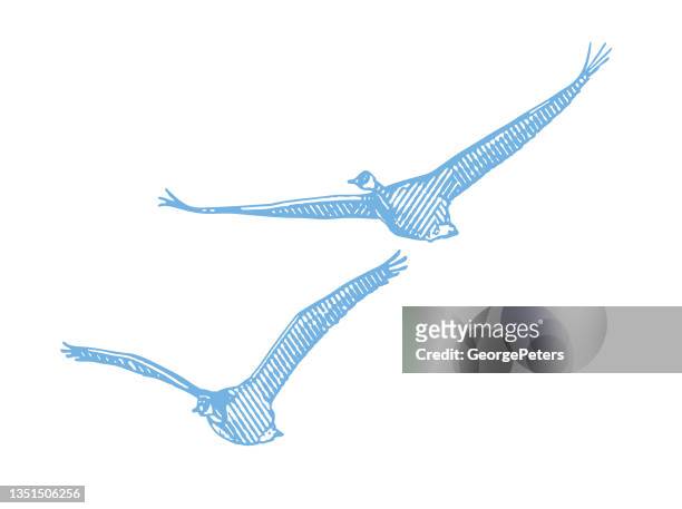 canada goose flying in formation - bird hunting stock illustrations