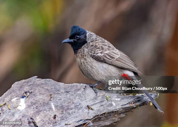 close-up of tropical bird perching on branch,india - bulbuls stock pictures, royalty-free photos & images