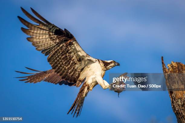 low angle view of eagle flying against clear blue sky - fischadler stock-fotos und bilder