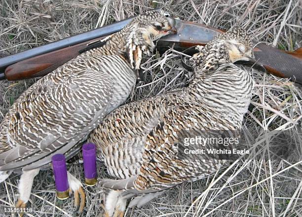 Lesser prairie chickens are probably the top trophy upland game bird in America. Kansas is the only state with a season and it may end in a few years.