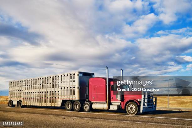 long haul semi truck on a rural western usa interstate highway - livestock stock pictures, royalty-free photos & images