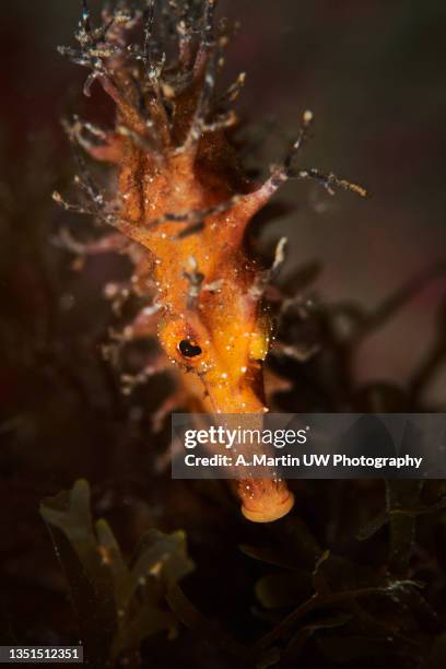 longsnout seahorse (hippocampus ramulosus) - hippocampus ramulosus stock pictures, royalty-free photos & images