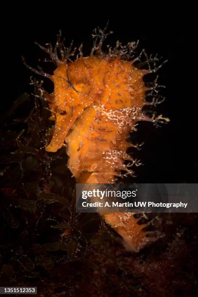 longsnout seahorse (hippocampus ramulosus) - hippocampus ramulosus stock pictures, royalty-free photos & images