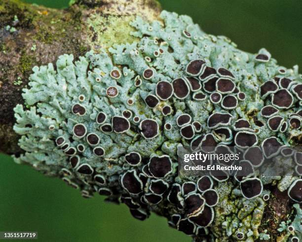 star rosette lichen (physcia stellaris) a foliose lichen with fruiting bodies (apothecia) - physcia stock pictures, royalty-free photos & images