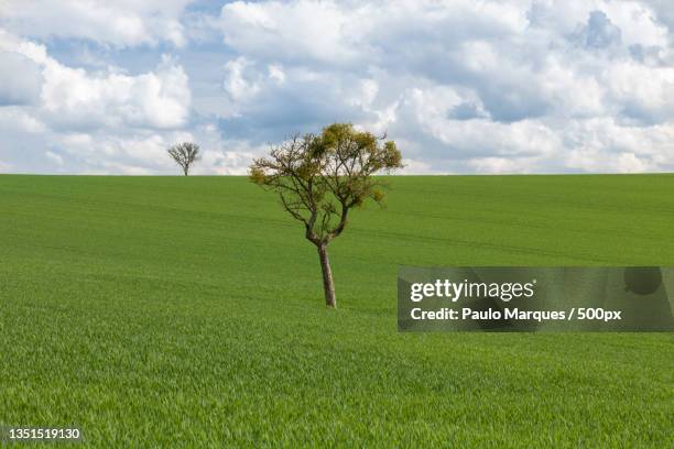 scenic view of agricultural field against sky,alemanha,germany - alemanha fotografías e imágenes de stock