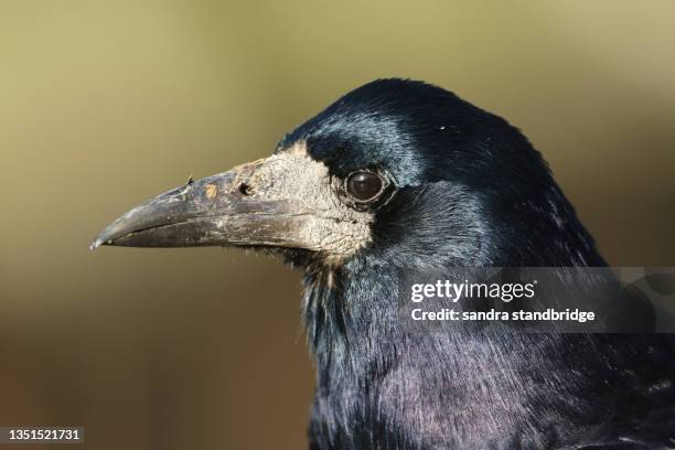 a head shot of a rook, corvus frugilegus,. - rook - fotografias e filmes do acervo
