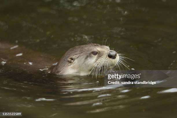 a north american river otter, lontra canadensis, swimming in a pond at slimbridge wetland wildlife reserve. - river otter fotografías e imágenes de stock