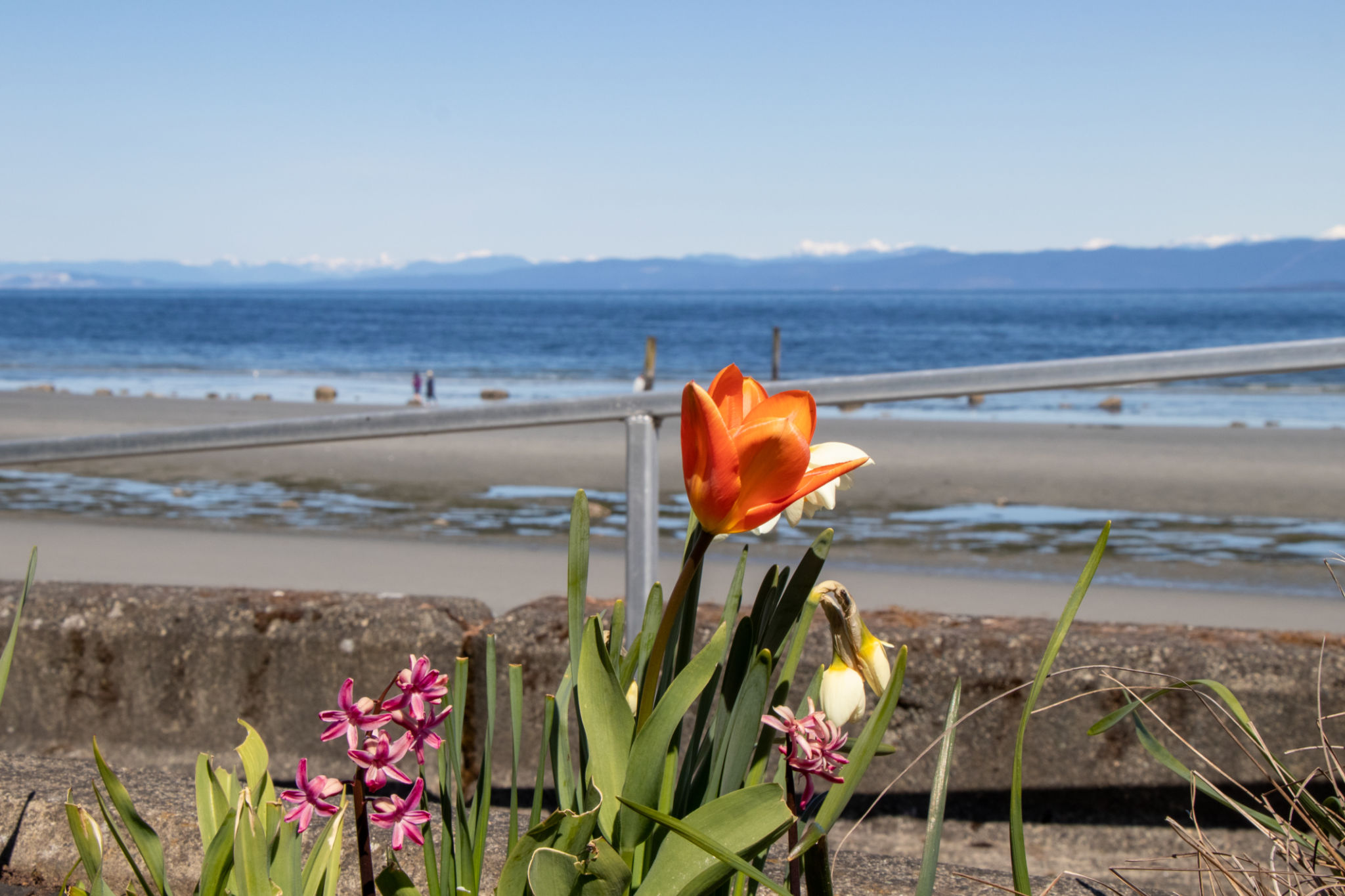 beachfront spring