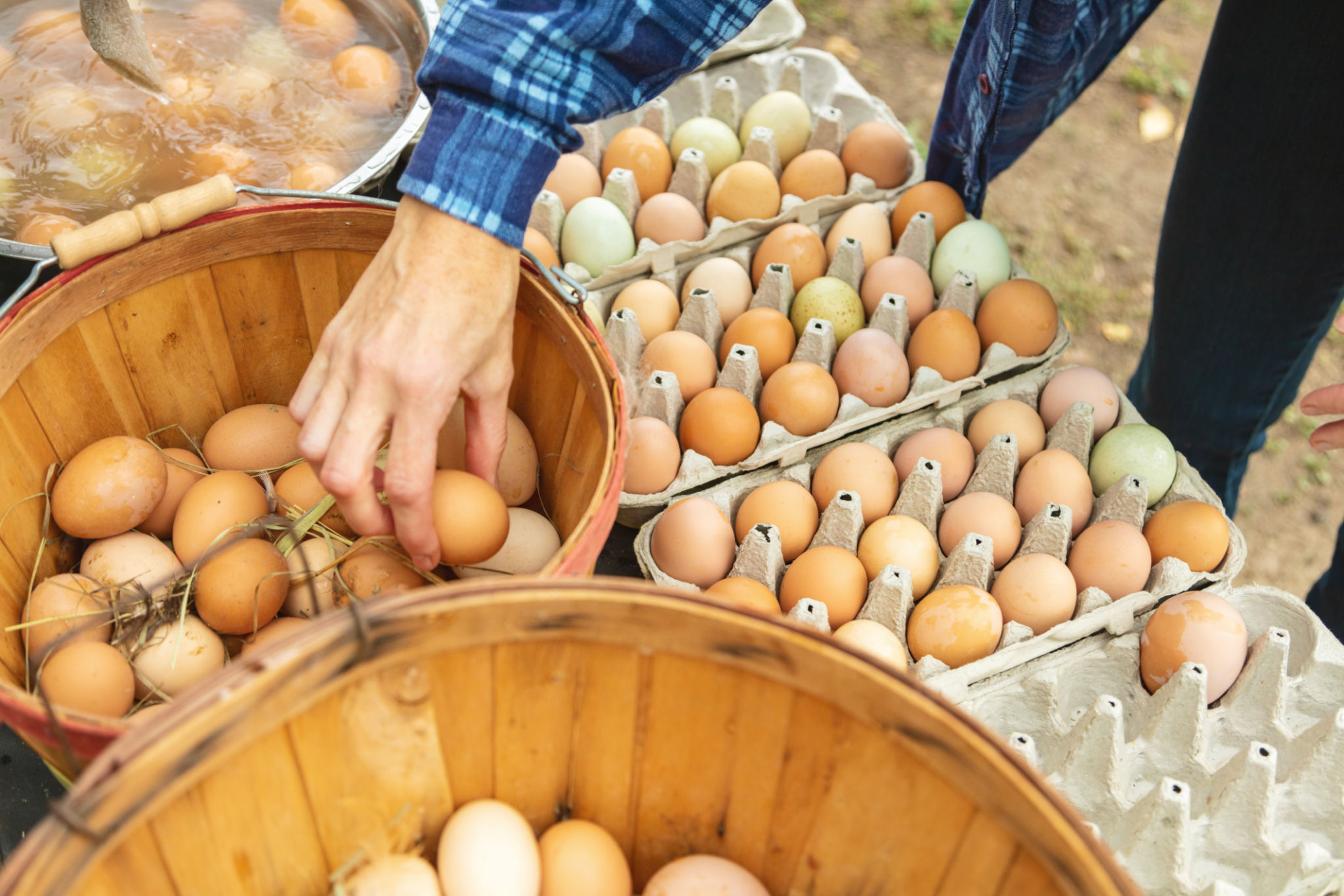 Millennial Couple Running a Home-based Business Selling Eggs to Local Clients Sustainable Farming Photo Series Millennial Couple Running a Home-based Business Selling Eggs to Local Clients Sustainable Farming Photo Series